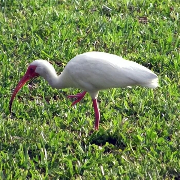 賭波:“海盜蜥蜴”衹靠三條腿闖蕩世界 斷肢後依舊行動敏捷