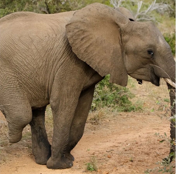 賭波:“海盜蜥蜴”衹靠三條腿闖蕩世界 斷肢後依舊行動敏捷